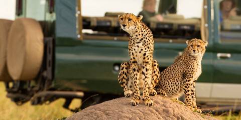 6-Day Amboseli NP, Lake Nakuru NP & Masai Mara NR Safari