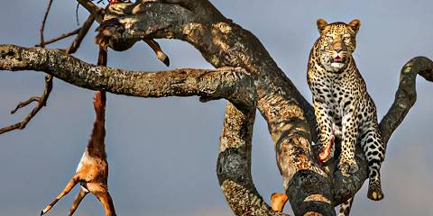 7-Day Amboseli, Naivasha, Nakuru & Mara Mid-Range Tour