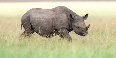 8-Day Magical Kenya Adventure for Family & Friends