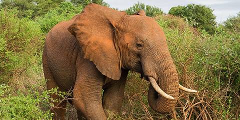 4-Day Tsavo East, Amboseli & Taita Hills Tour from Coast