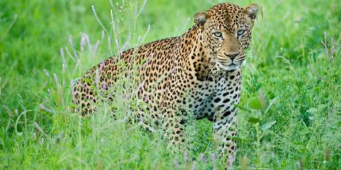 4-Day Lake Nakuru and Masai Mara Wildlife Adventure