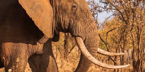 Special Luxury-Fly in Masai Mara Adventure