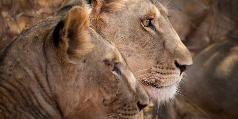 3-Day Masai Mara Eco Safari at Mara Kimana Camp