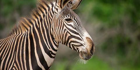 4-Day Mara-Nakuru Budget Group Safari 4x4 Landcruiser