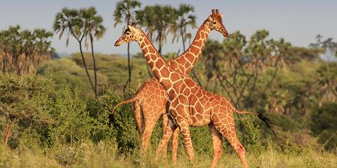 3-Day Samburu Special Five Wildlife Encounters