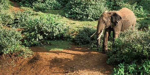 Short & Sweet Mara Karen Blixen Flying Luxe Safari
