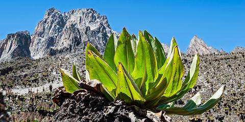 5-Day Mt Kenya Summiting via Scenic Alpine Lakes