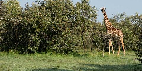 1-Day Mount Longonot Hiking