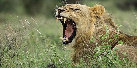 Icons of Africa Safari; Masai Mara & Lake Bogoria