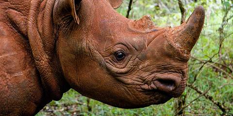 Nairobi National Park Escape