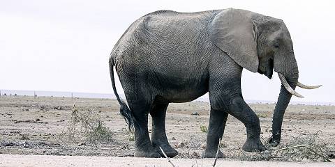 5-Day Nairobi Amboseli Tsavo & Kenya Coast Lodge Safari