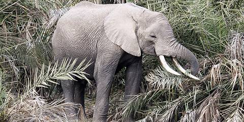 Pure Wildlife and Zanzibar Escape