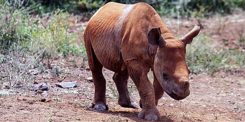 4-Day Kenyan Safari Adventure