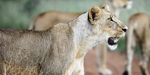 ½-Day Nairobi Safari Adventure