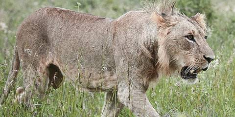 7-Day Explore Masai Mara, Nakuru, Aberdares & Samburu