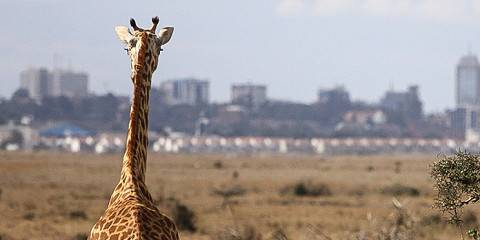½-Day Nairobi National Park & David Sheldrick Safari