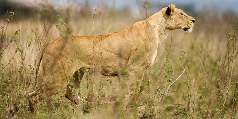 9-Day Kenya Safari in the Savanna