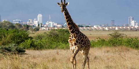 9-Day Classical Bush and Beach Safari