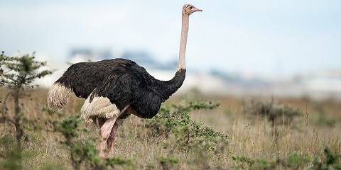 4-Day Secrets of Samburu Mid Range Fly-in Safari