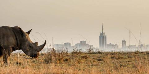 Mara Chui Safari