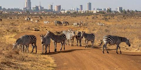 ½-Day Private Tour Safari to Nairobi National Park