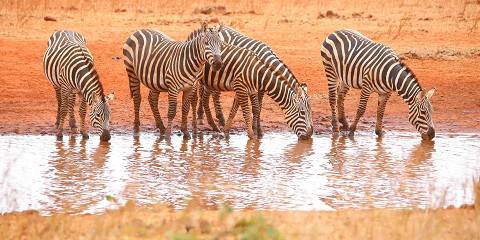 3-Day Ngutuni Safari Lodge Tsavo East National Park