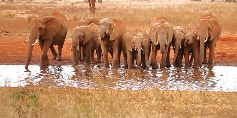 5-Day Roaring Kenya - Mid-Range Trip