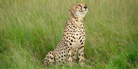 3-Day Amboseli Magical Gems Safari