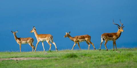 7-Day Kenya Classic Wildlife & Birding Safari