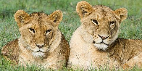 5-Day Kenyan Safari Adventure - Track the Big Five