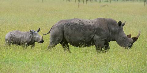 3-Day Masai Mara Group Camping Safari