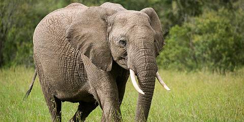 4-Day Immersive Safari Adventure at Tambarare Camp