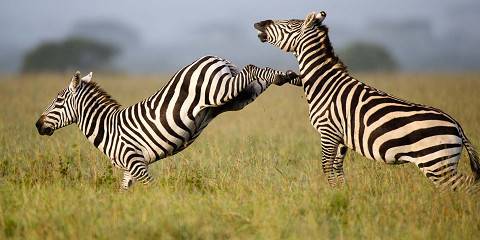Kenya Budget Tour