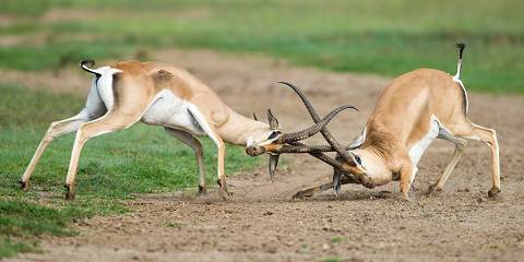 3-Day Luxury Fly-in Safari to Zebra River Camp