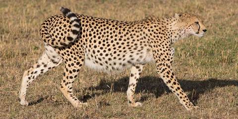 8-Day Pristine Kenya Safari and Beach Holiday