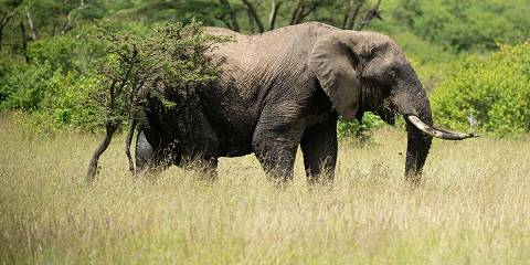 6-Day Best of Kenya Big Five & Great Migration Safari