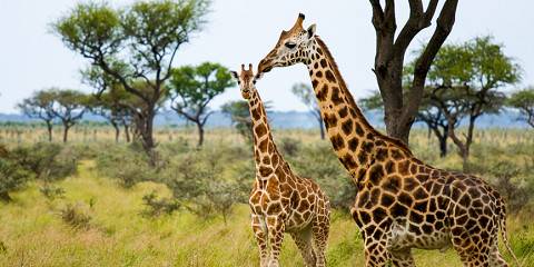 Amboseli, Lake Naivasha and Mara