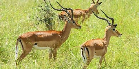 14-Day 4x4 Photographers Choice Group Shared Safari