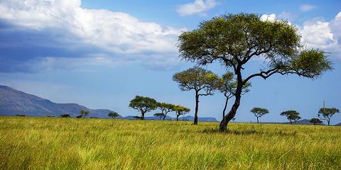 7-Day Ultimate Game Watcher Safari in Kenya's Best Parks
