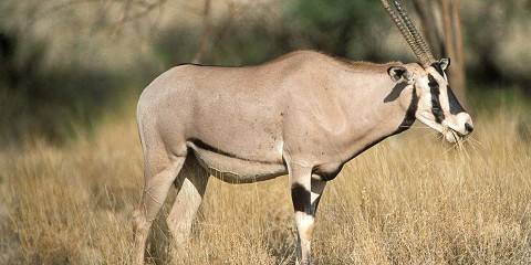 5-Day Northern Kenya Frontier Midrange Safari
