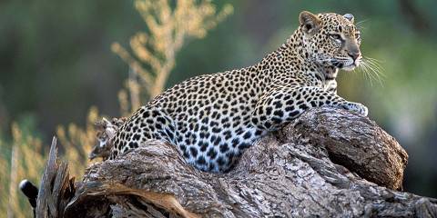 6-Day Northern Gems Luxury Safari