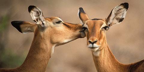 4-Day Masai Mara and Lake Nakuru Lodge Joining Safari
