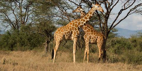 4-Day Special Naivasha & Masai Mara Mid-Range Safari