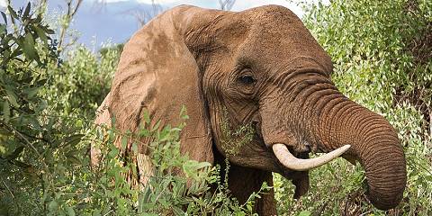 3-Day Amboseli Private Lodge Safari