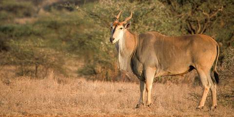 3-Day Fly-in Samburu Adventure at Sera Conservancy