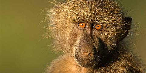 Samburu Wilderness Safari
