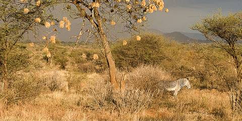 5-Day Semi Kenya Northern Circuit Safari