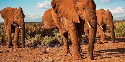 3-Day Amboseli Group Joining Safari 4x4 Jeep 2026- 2028