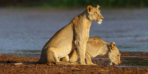 10-Day Kenya's Best Safari - from the North to the South