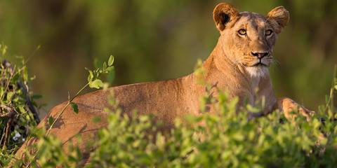 3-Day Special Five Samburu National Reserve Safari